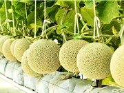 TPHCM: Ứng dụng AI quản lý bệnh hại dưa lưới trong nhà màng